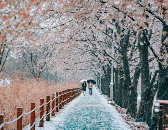 Cherry Blossom Tour Japan