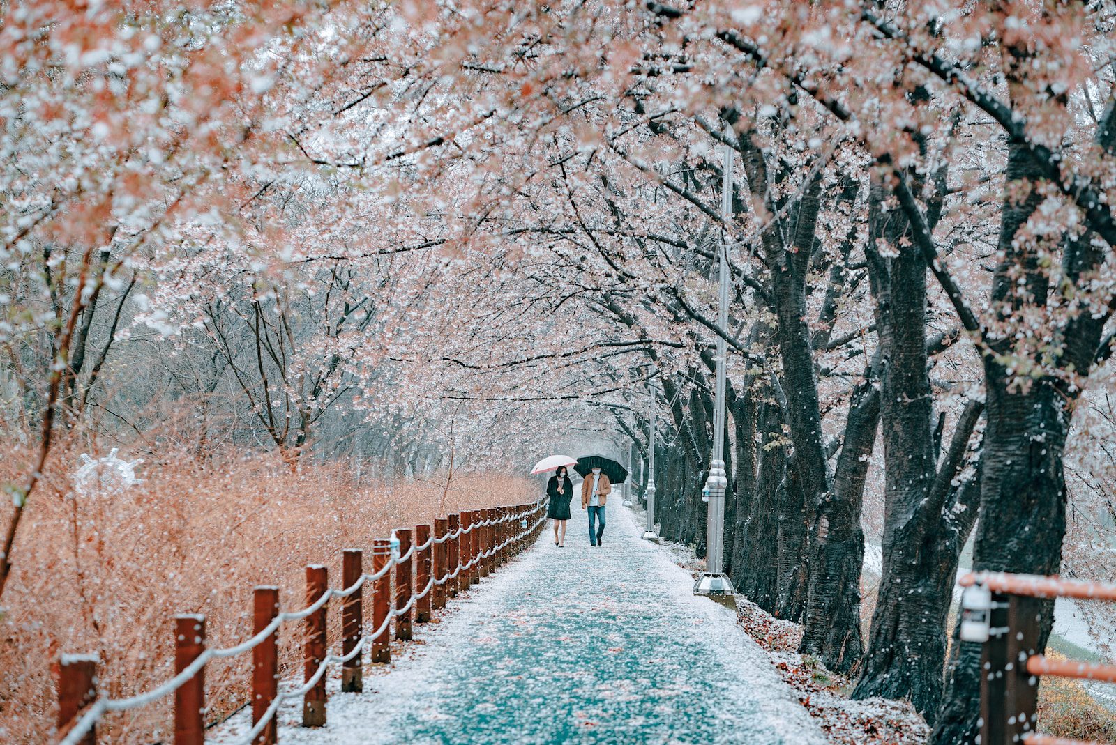 Cherry Blossom Tour Japan